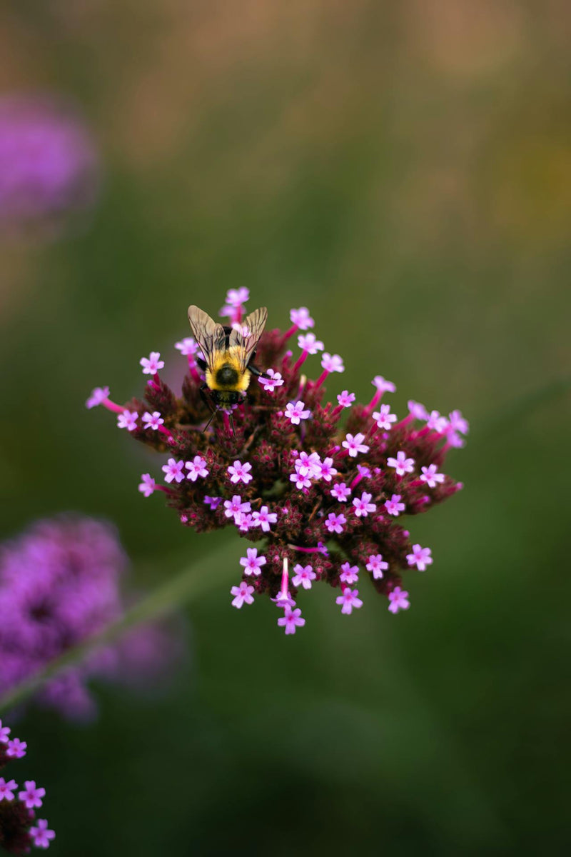 Flowerbee florist