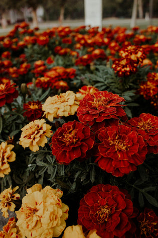  SG florist and flower shop