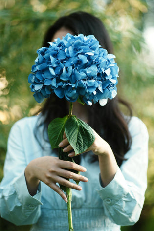  Hydrangea Singapore Florist