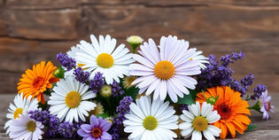  Colourful flowers for herbal medicine and natural remedies.