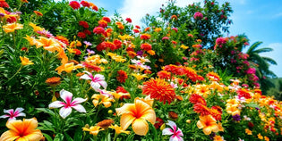  Lush Singapore garden with colourful blooming flowers.