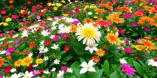  Colourful flowers in a lush Singapore garden.