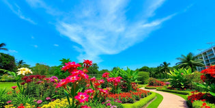  Colourful flowers and greenery in a Singapore garden.