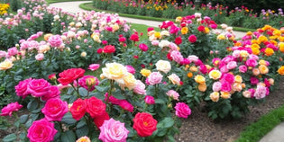  A flourishing rose garden filled with colourful blooms.