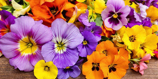  Colourful edible flowers on a wooden surface.