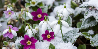  Winter flowers blooming amidst frost-covered foliage.