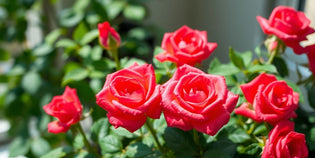  Vibrant indoor roses with lush green leaves in bloom.