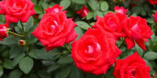  Close-up of vibrant red roses in full bloom.