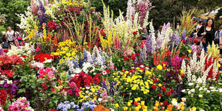  Vibrant flowers blooming at a festival celebration.