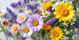  Healing flowers used in traditional medicine.