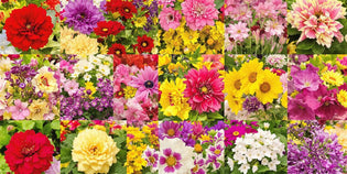  A colourful array of blooming flowers in nature.