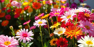  Brightly coloured flowers blooming in a sunny garden.