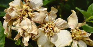  Close-up of wilting flowers among green leaves.