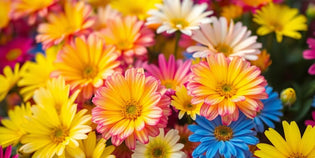  Close-up of colourful flowers in full bloom.