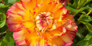  Close-up of a colourful flower in natural light.