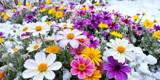  Winter flowers blooming amidst snow-covered ground.